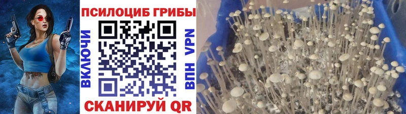 Галлюциногенные грибы Psilocybine cubensis Сольвычегодск